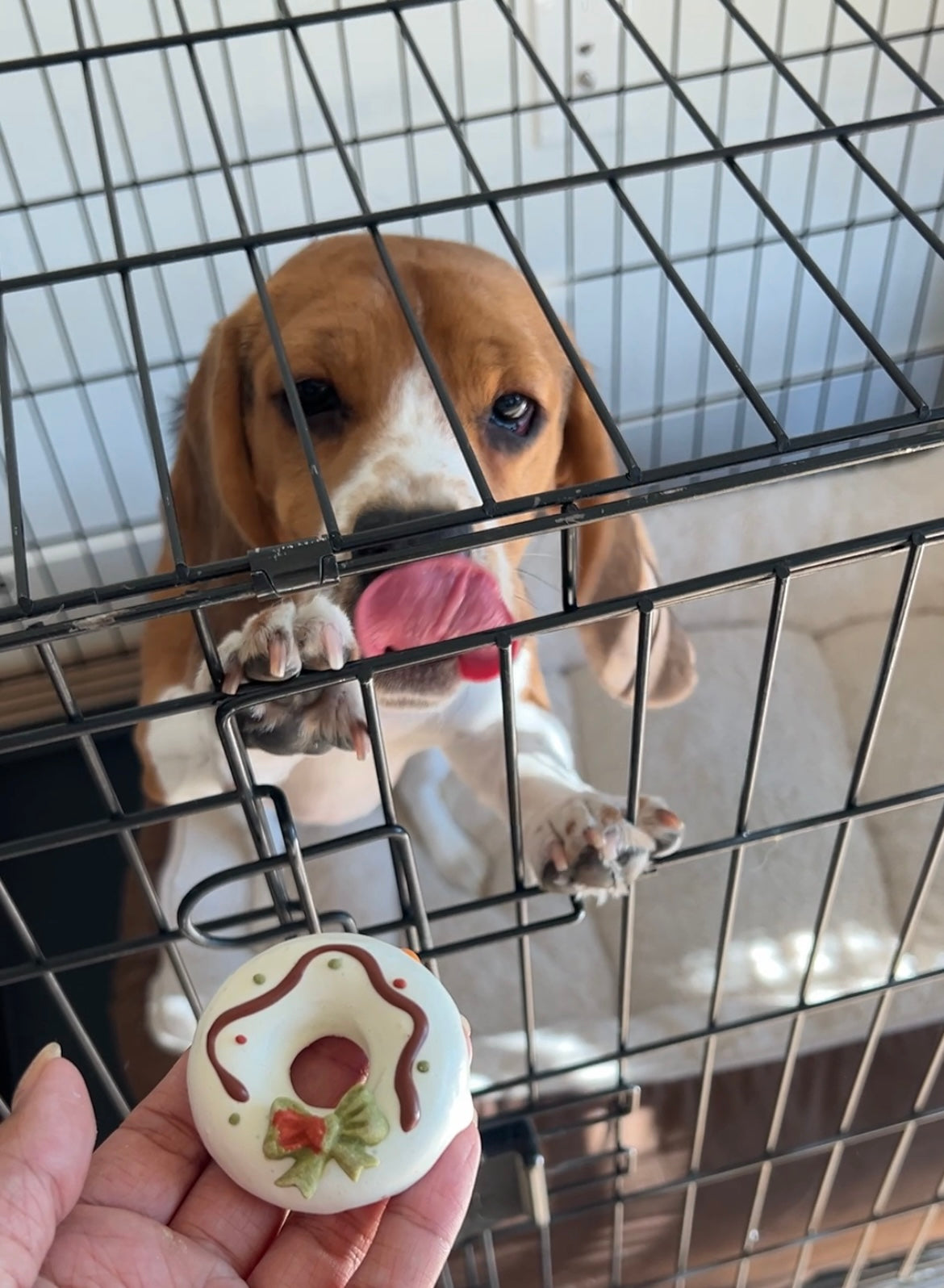 Christmas Doughnuts for pets (4pcs)