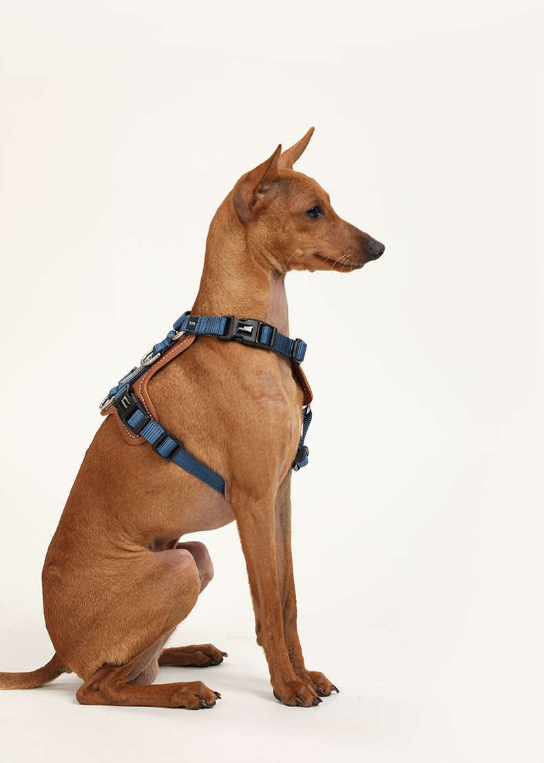 H Shape Dog Harness & Leash Set with Cross Body Bag