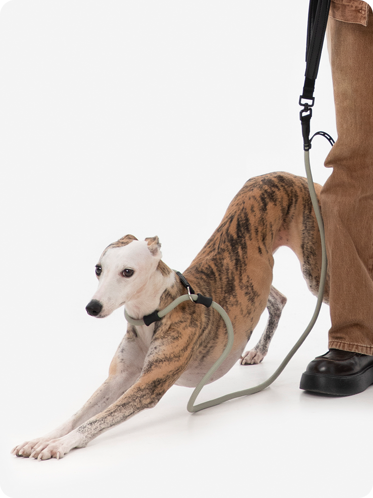 All-in-One Dog P Leash