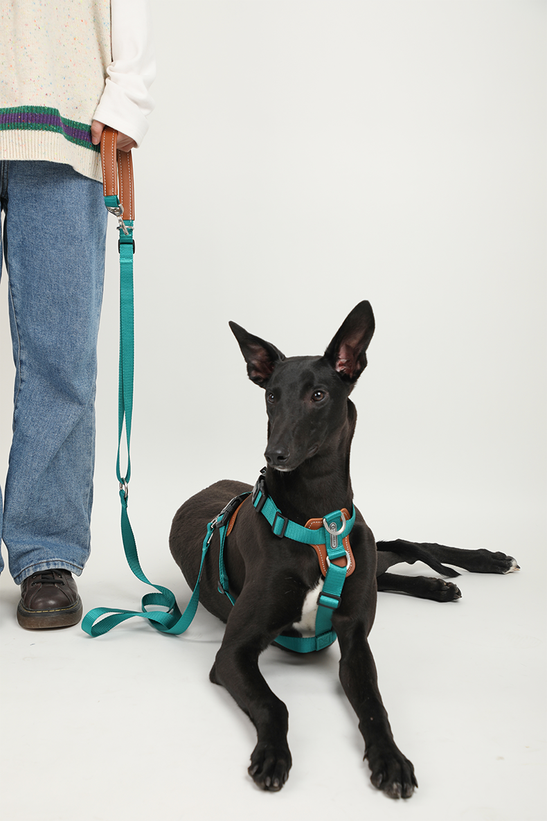 H Shape Dog Harness & Leash Set with Cross Body Bag