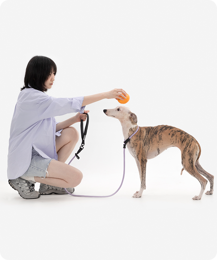 All-in-One Dog P Leash