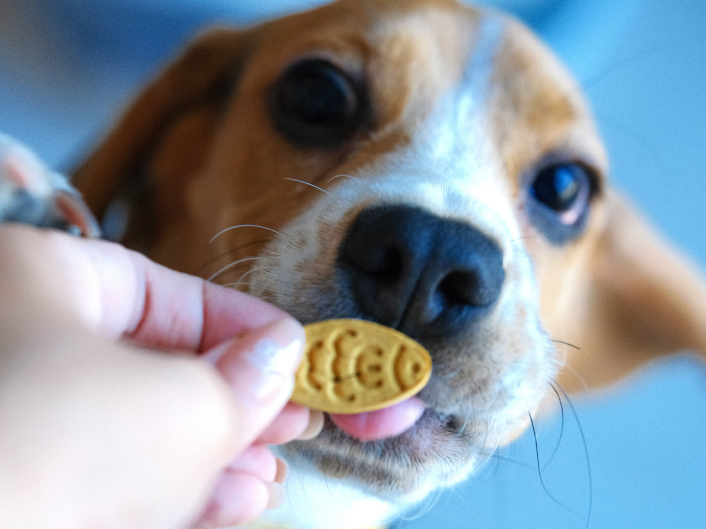 Natural Homemade Pumpkin Chicken Biscuits Dog Treat