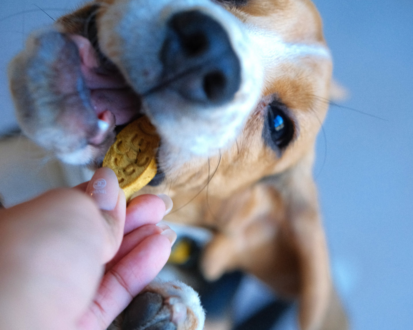 Natural Homemade Pumpkin Chicken Biscuits Dog Treat